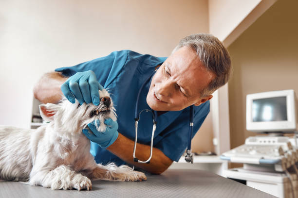 Best Walk-In Emergency Dentist in Madera Ranchos, CA